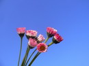 Bellis Perennis